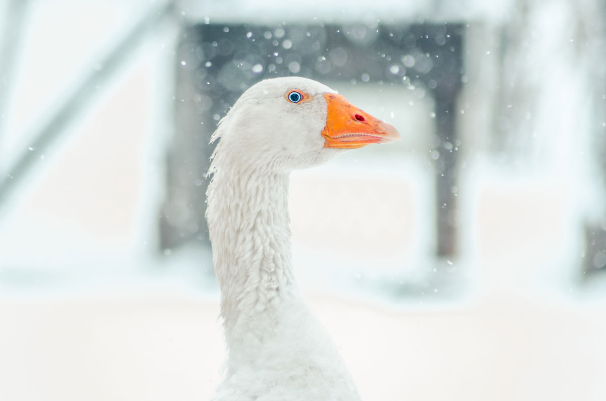 gans-hoofd-sneeuw